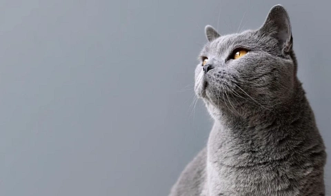 British Kedi Özellikleri Neler? British Kedi Cinsi Bakımı Nasıl?