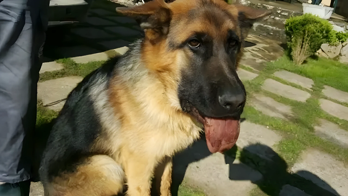 Köpeklerde Çam Tırtılı Saldırısı ve Dil Kaybı Riski