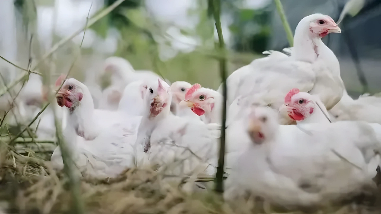 Genetik Alanında Büyük Gelişme! Kuş Gribine Çözüm Bulundu