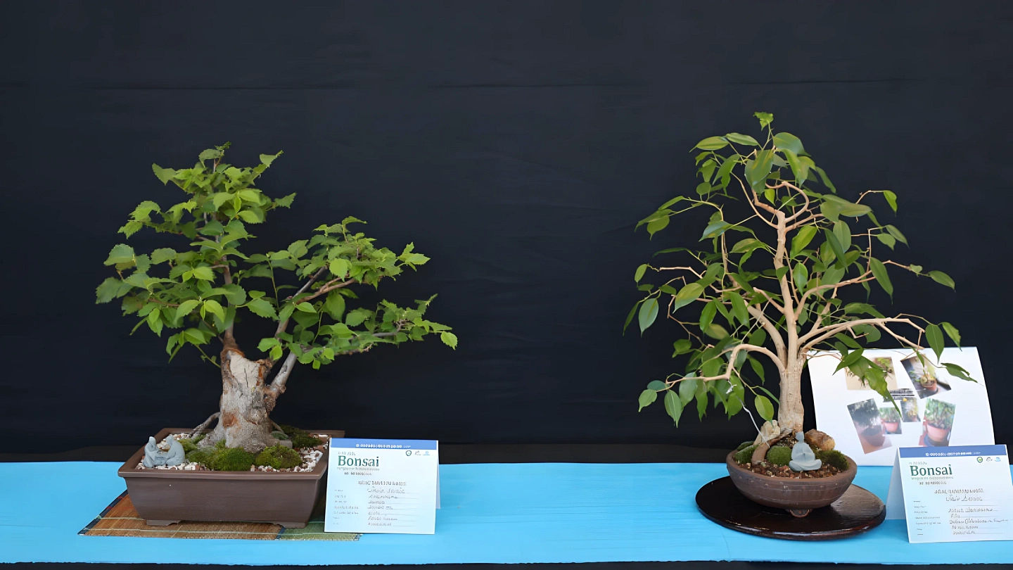 Bonsai Sergisi Bonsai Ustalarının Eserlerini İçeriyor