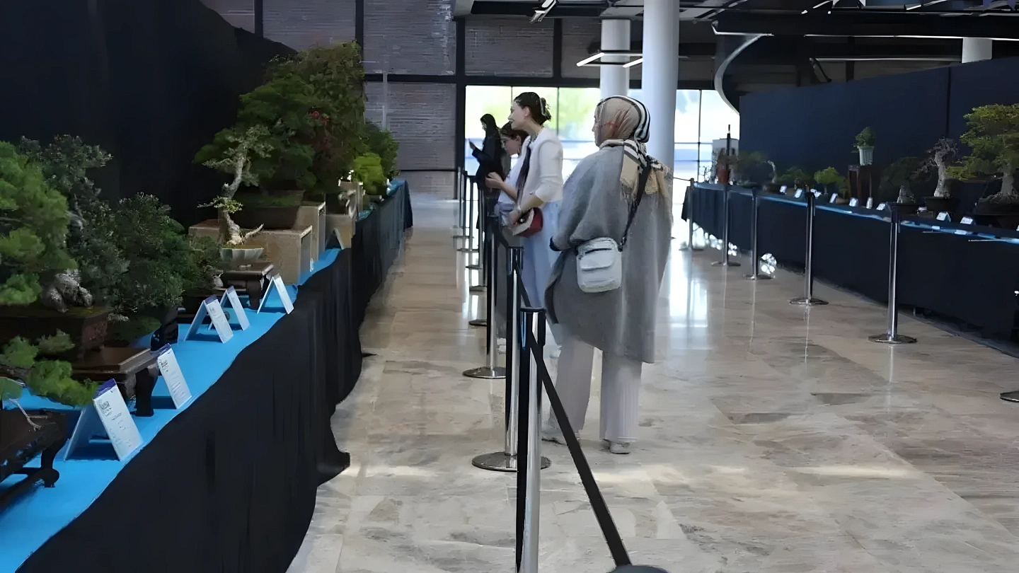 Kocaeli’de Düzenlenen Bonsai Sergisi Ücretleri ne Kadar