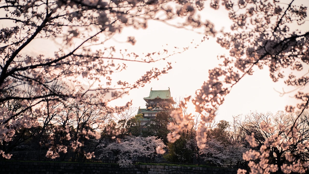 En Ucuz Japonya Turu Firması Seçerken Nelere Dikkat Edilmeli