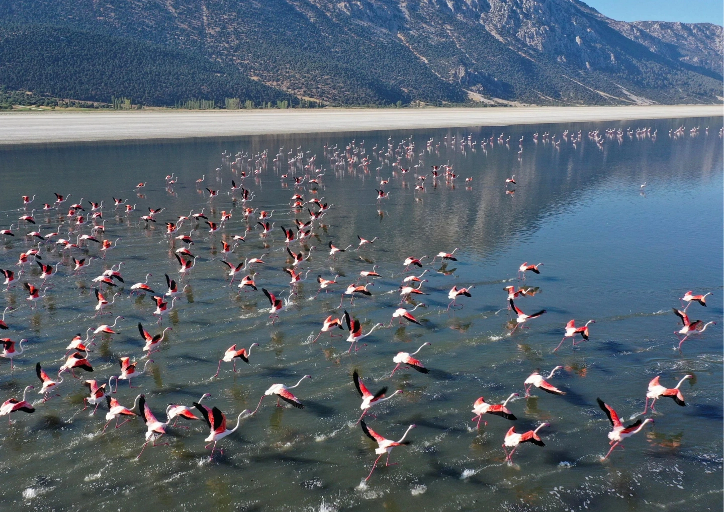 Afyon Gezilecek Yerleri Acıgöl Kuş Cenneti