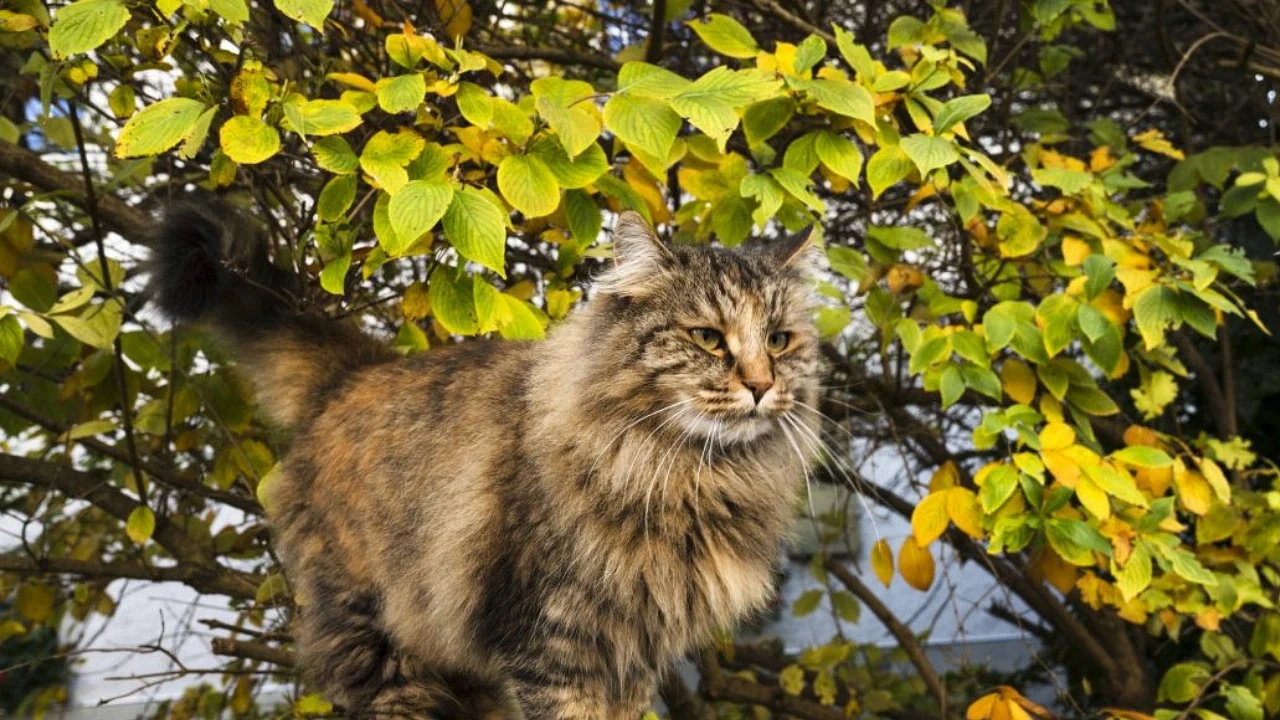 Norveç Orman Kedisi Özellikleri Nelerdir